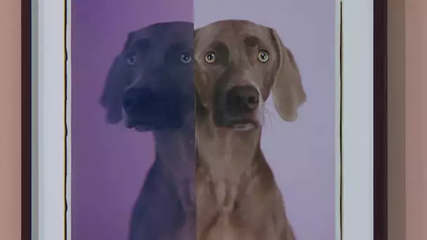 Pau, exposition : des chiens et des hommes.