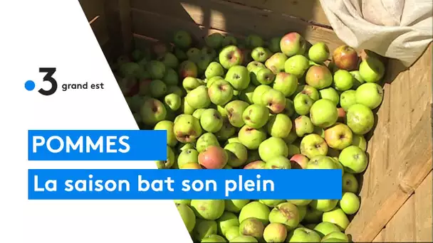 La saison des pommes bat son plein