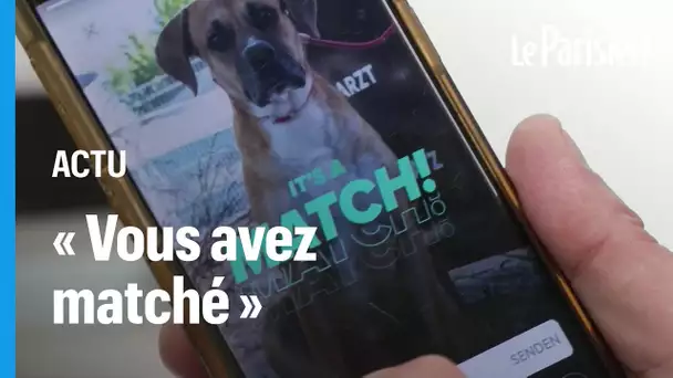 Allemagne : un refuge place ses animaux sur Tinder pour leur trouver un foyer