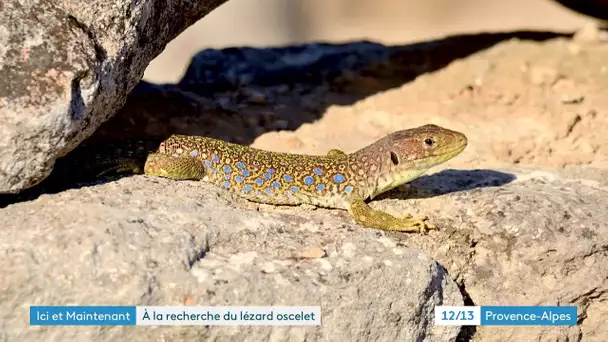 Découverte de notre patrimoine local avec le site de Glanum et de la faune avec le lézard ocellé