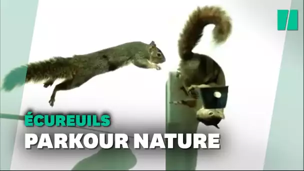 On a compris pourquoi les écureuils sont les yamakasi du monde animal