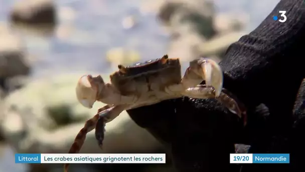 Le crabe asiatique envahit les côtes de Normandie