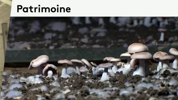 Patrimoine : les trésors cachés souterrains à Bourré, "Cave des Roches Champignonnière" (Page été)