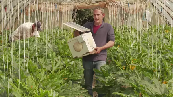 Ad'Oc : ils soignent leurs plantes avec de la musique grâce à la génodie