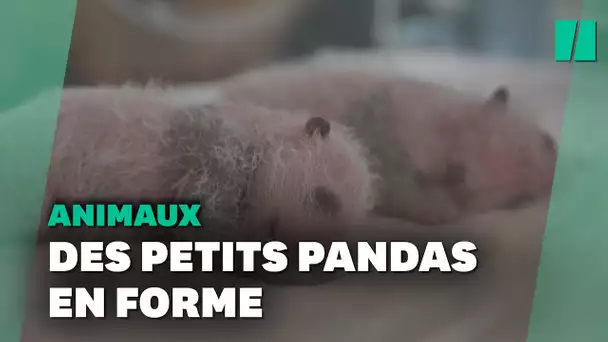 Les jumelles pandas du zoo de Beauval se portent à merveille