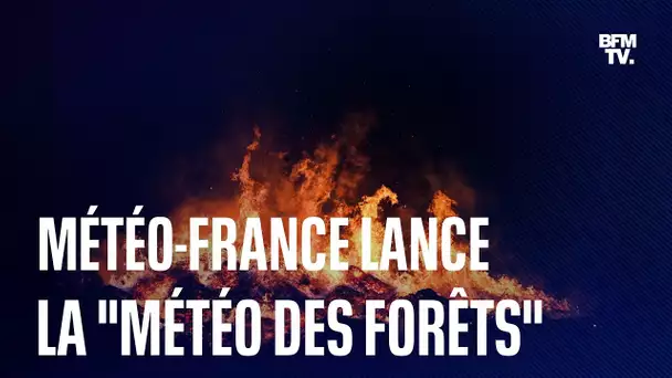 Météo-France dévoile un nouveau bulletin, "la météo des forêts"