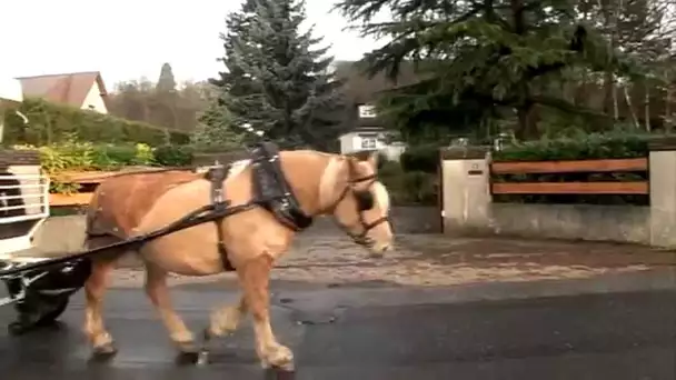 La collecte sélective des sapins après Noël, c&#039;est bien... À cheval c&#039;est encore mieux !