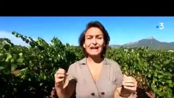 Module ici maintenant les vendanges a Hyeres Domaine Philea