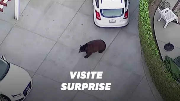 Un ours se balade dans un quartier résidentiel de Californie