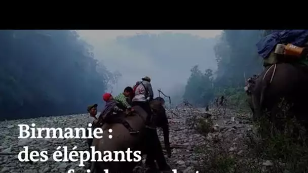Birmanie : des civils fuient les combats à dos d’éléphant