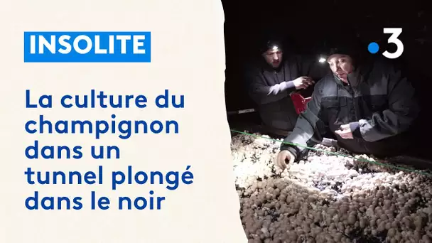 Une champignonnière dans un tunnel plongé dans le noir