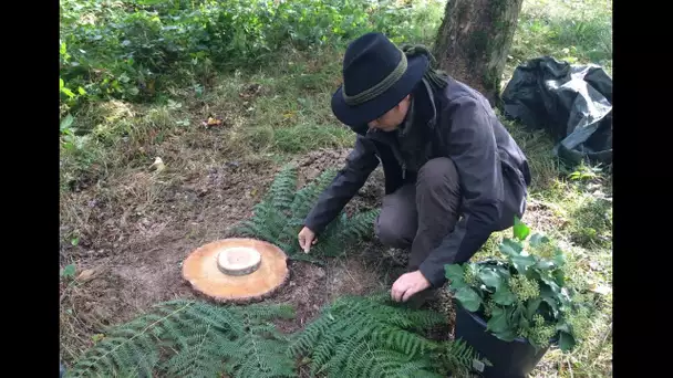 Enterrer les urnes funéraires sous un arbre pour une inhumation plus proche de la nature