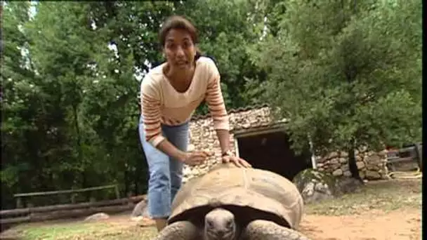 C'est pas sorcier - TORTUES : QUAND CARAPACES PASSENT