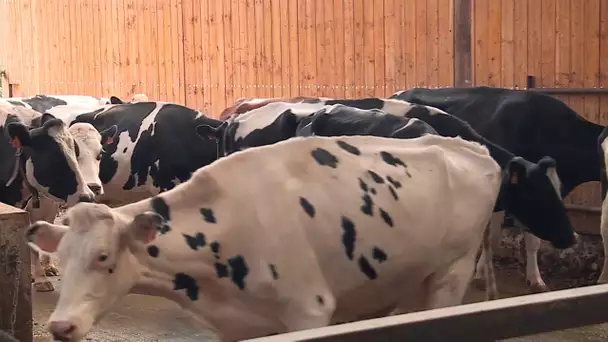 Levée de l'interdiction de la vente du lait : le soulagement d'un éleveur de Brémontier-Merval
