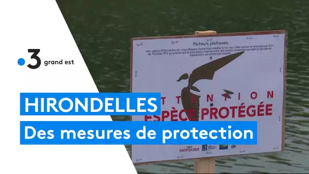 Protection des hirondelles à Saint-Dizier, dans la Marne