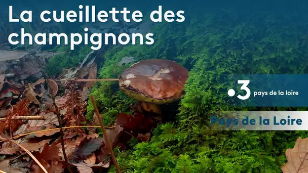 Pays de la Loire : L'automne c'est la cueillette de champignons