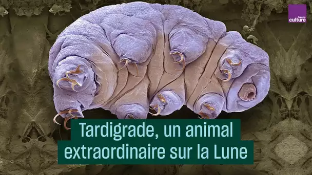 Tardigrade, un animal extraordinaire sur la Lune - #CulturePrime