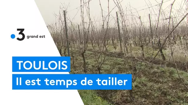 Vignoble du Toulois : le temps de la taille