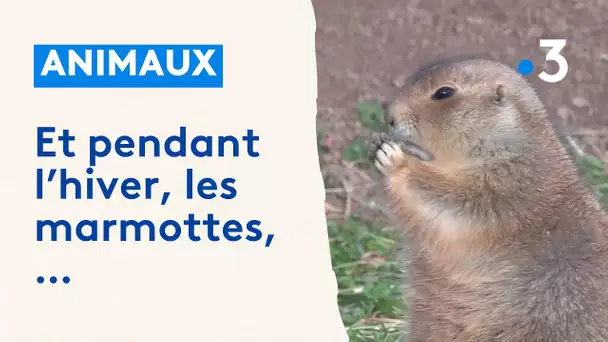 Les marmottes du Parc animalier de Sainte-Croix se préparent pour l'hiver