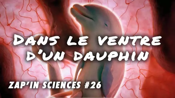 Dans le ventre d'un dauphin - Zap'In Sciences #26