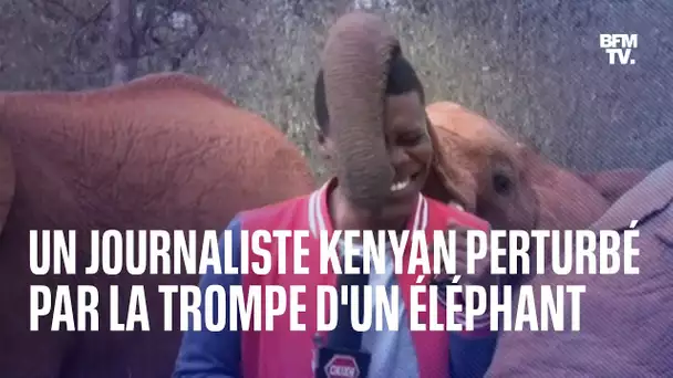 La trompe d'un éléphant est venu perturber ce journaliste