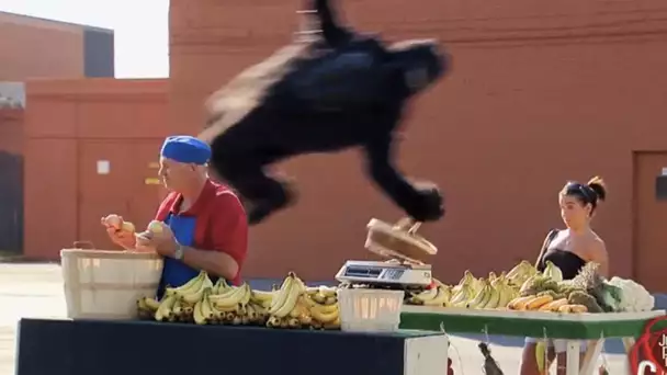 Gag - Gorille voleur de bananes