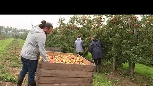 Beaunay (76) : la récolte des pommes est prometteuse