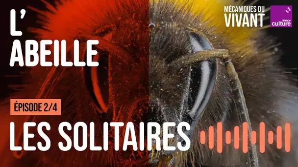 Qui sont les abeilles sauvages ? (2/4) | Mécaniques du vivant, saison 4 : l'abeille