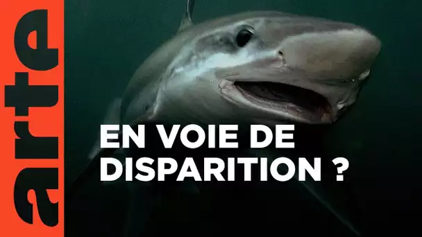 Et si les requins disparaissaient ?  | 42, la réponse à presque tout | ARTE