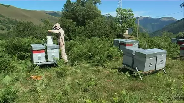 En Occitanie, la récolte de miel s&#039;annonce médiocre