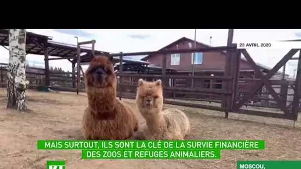 Les animaux s'invitent dans vos «apéros vidéo» pour... sauver les zoos