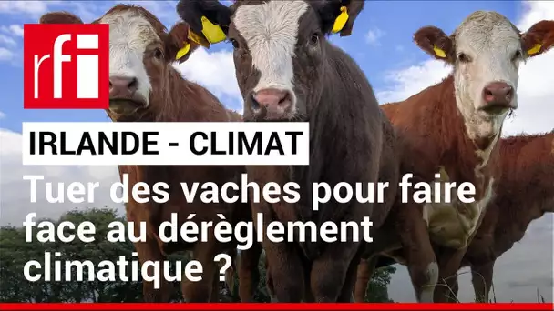 Irlande : faut-il abattre des vaches pour sauver le climat ? • RFI