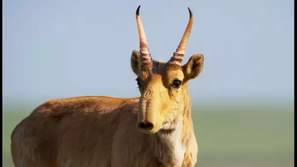 L&#039;étrange antilope saïga - ZAPPING SAUVAGE