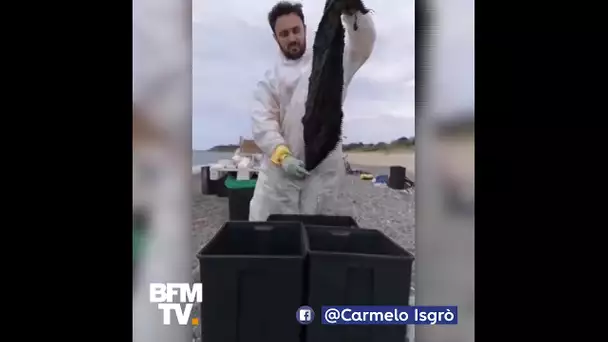 Plusieurs kilos de plastique ont été retrouvés dans l&#039;estomac d&#039;un cachalot mort