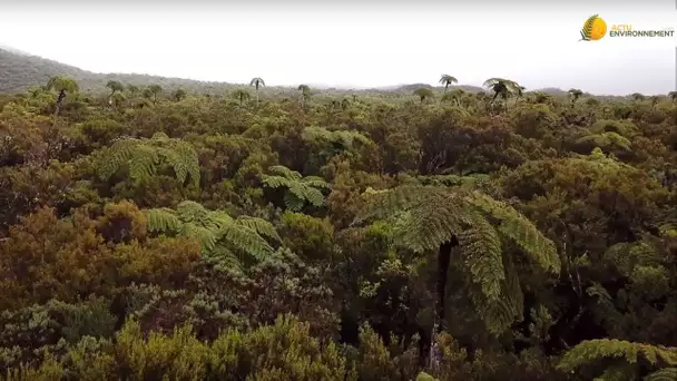 Les espèces invasives coutent cher et gagnent du terrain