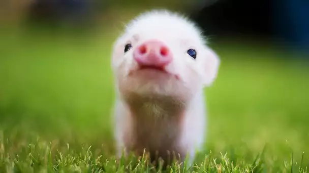 Les animaux de la Ferme et leurs petits