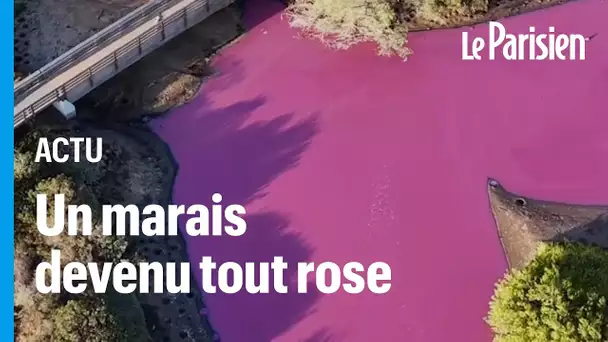 À Hawaï, la couleur d’un étang vire au rose fluo (et ce n’est pas du tout une bonne nouvelle)