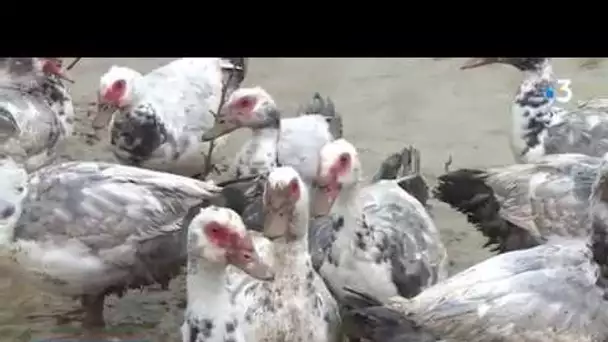 Tarn : c'est le rush dans les élevages de canard avant les fêtes de fin d'année