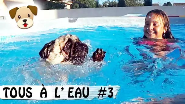 CHIENS À L&#039;EAU #3 : JADOU AIME LA PISCINE / Family Vlog / Car Talk