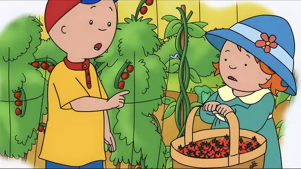 Cultiver des baies dans le jardin | Caillou en Français