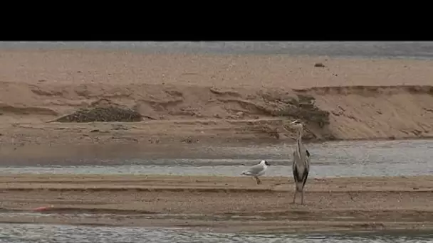 Le héron cendré, grand oiseau majestueux dans Mon histoire de Loire