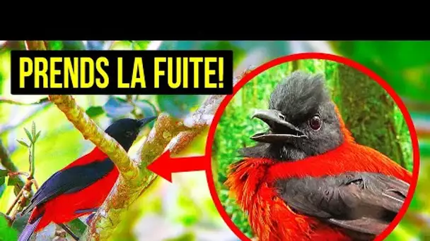 Si Tu Vois Cet Oiseau, Grimpe Dans Un Arbre Pour Te Mettre À L’abri !