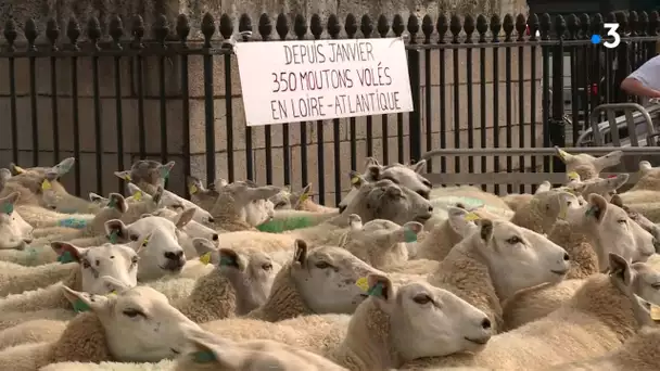 Les éleveurs de Loire-Atlantique ont installé 350 moutons au centre-ville de Nantes, le 17 juin