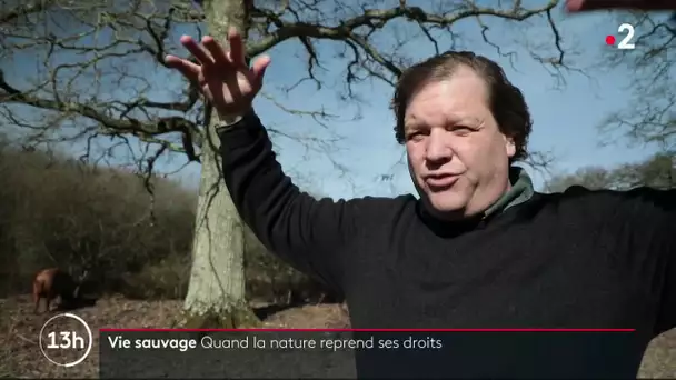 Vie sauvage : quand la nature reprend ses droits