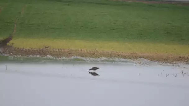 Lezay : le courlis cendré, un oiseau migrateur en déclin