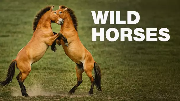 The Last Wild Horses of Hungary