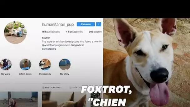 Foxtrot, le "chien humanitaire", qui sensibilise au sort des Rohingyas