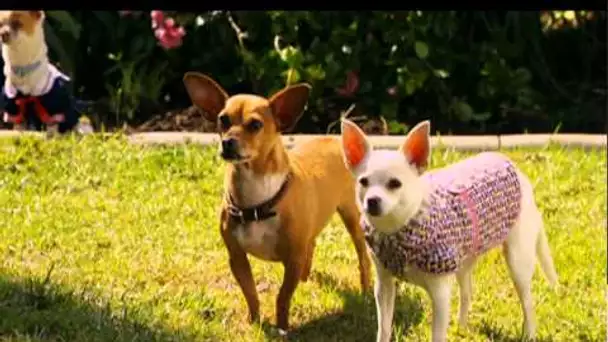 Extrait n°3 - Le Chihuahua de Beverly Hills 2 - le 7 février 2011 en Blu-ray, DVD et VOD I Disney