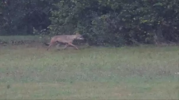 Quatre attaques sur du bétail en Haute-Saône : le loup est-il responsable ?