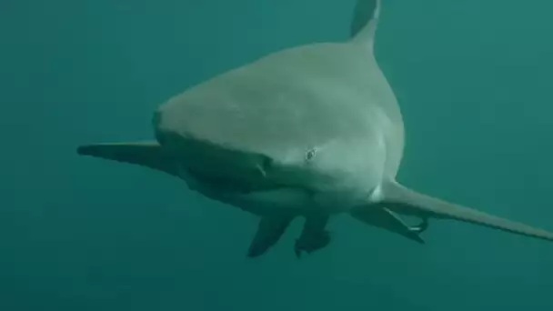 Requin le mangeur de sable : making of de la musique du film